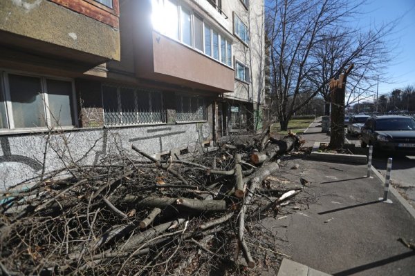 Силният вятър предизвика поражения в София. Пострадали са оранжериите на Ботаническата градина на БАН, светофар в "Младост 3" бе съборен върху платното на оживен булевард, дървета са изкоренени, има и нанесени материални щети на коли. Снимка: Димитър Кьосемарлиев, Dnes.bg