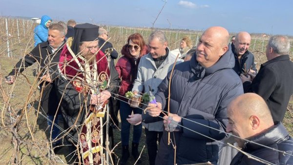 Служебният вицепремиер и министър на труда и социалната политика Лазар Лазаров заряза лозите в Поморие. Церемонията се състоя в землището на града по повод днешния празник - Трифоновден. На събитието присъстваха Тодор Джиков, заместник-министър на земеделието, областният управител на Бургас проф. Мария Нейкова, кметове на общини. Снимка: БГНЕС