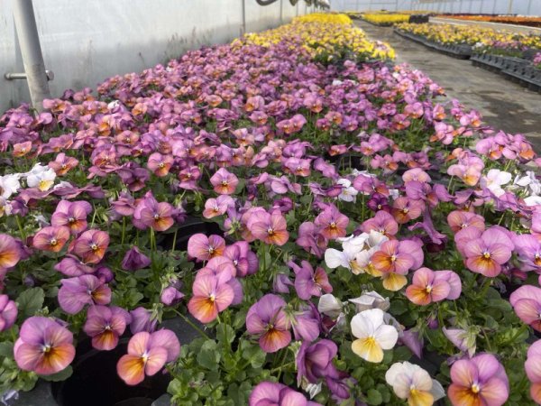 Разсадниците са пълни с най-разнообразни цветя, като всички са готови да посрещнат празника 8 март. Снимка: БГНЕС
