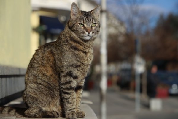 Улична котка се радва на мартенското слънце в София. Снимка: БГНЕС