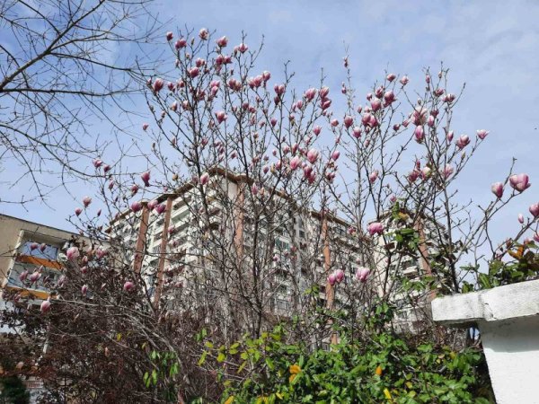 Пролетни цветове от Стара Загора. Снимка: Dnes.bg