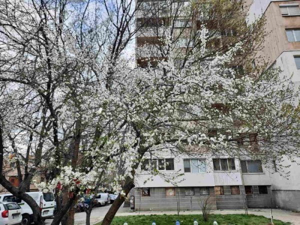 Още пролетни красоти. Снимка: Dnes.bg