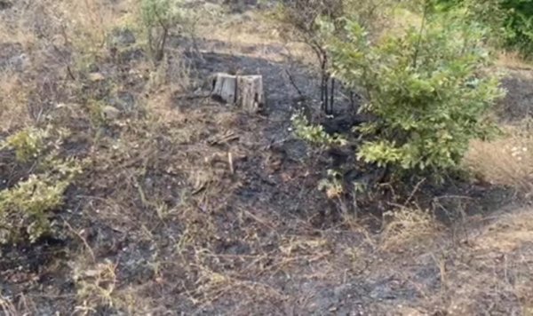 Две от направленията на разпространение на пожара в Източните Родопи между ивайловградските села Свирачи и Орешино са овладени в резултат от борбата с огъня вчера и тази нощ. Това са фронтовете на север и запад, съобщи директорът на Регионална дирекция &quot;Пожарна безопасност и защита на населението&quot; в Хасково Николай Вълчев. Снимка: БГНЕС