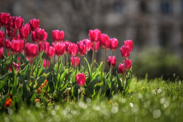 Снимка: Димитър Кьосемарлиев, Dnes.bg