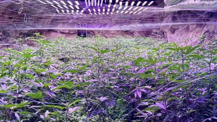 Разкриха наркооранжерия