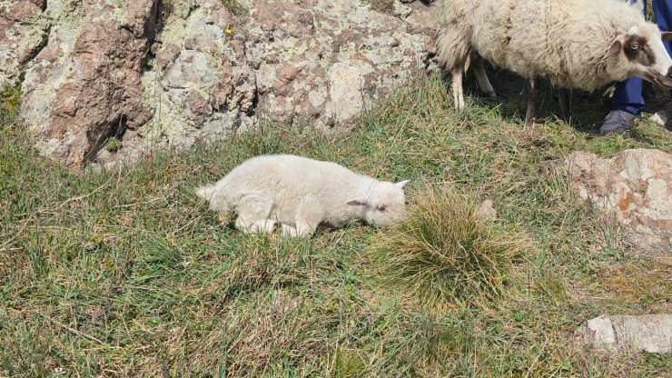 доброволци спасиха